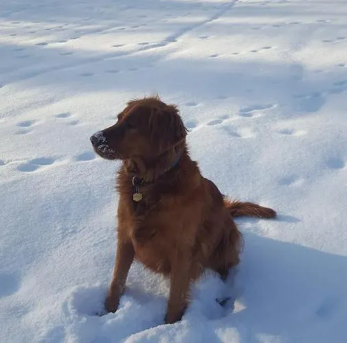 Maison d'hôtes - Restaurant - Sonnblick 3*